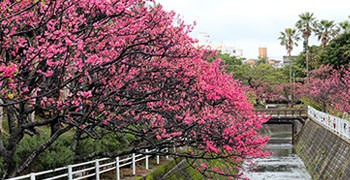 【沖繩旅遊】與儀公園。暖冬賞河櫻之沖繩市區就能賞櫻花！