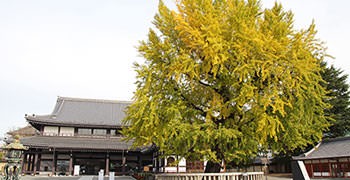 【京都旅遊】西本願寺｜黃金元氣玉，超巨大銀杏！