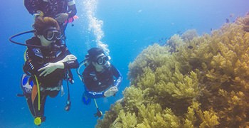 【菲律賓宿霧】去薄荷島潛水考照的3個理由