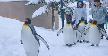 【北海道旅遊】旭山動物園｜企鵝散步開放時間、交通攻略