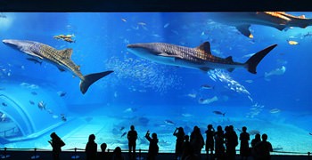 【沖繩旅行】沖繩 美麗海水族館