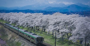 【日本東北賞櫻】白石川堤一目千本櫻｜雪山、電車與櫻花