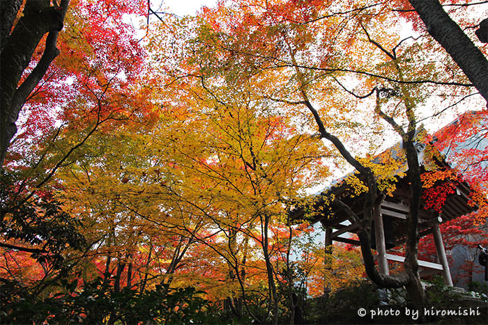 京都-嵐山-常寂光寺-楓葉-賞楓-紅葉-景點-推薦-旅行-旅遊-日本-景點