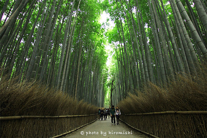 日本-關西-京都-嵐山-旅遊-旅行-景點-行程-推薦-小火車-常寂光寺-竹林-美食-渡月橋