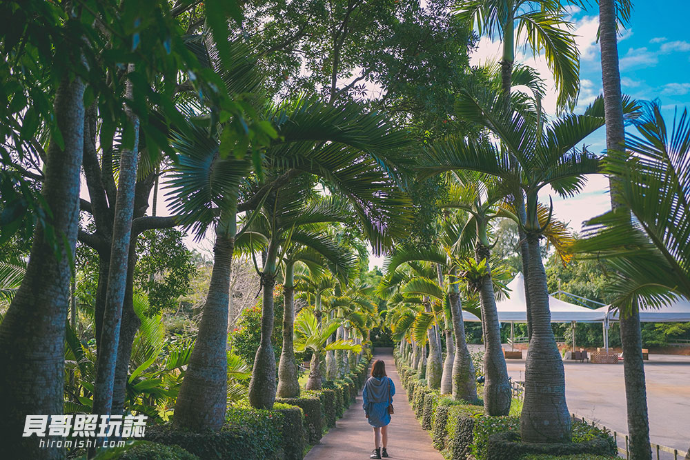 沖繩-主題-樂園-攻略-東南-植物園-椰子林-樹林-水豚