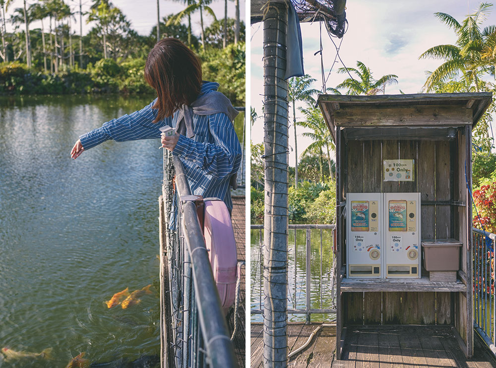 沖繩-主題-樂園-攻略-東南-植物園-椰子林-樹林-水豚